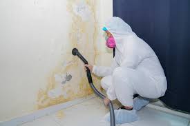 Professional Mold Removal Services in Ballinger, TX